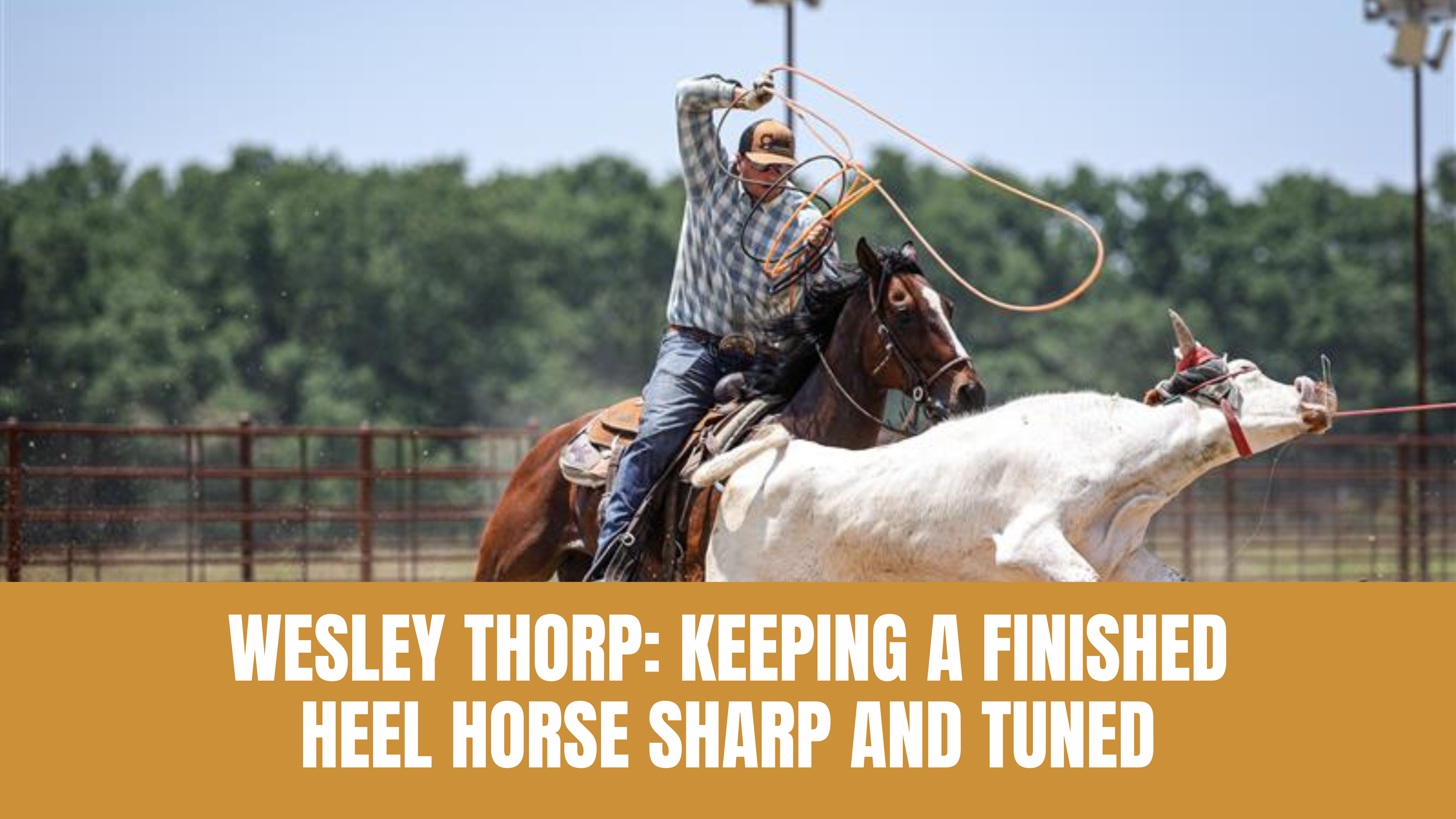Wesley Thorp: Keeping a Finished Heel Horse Sharp and Tuned