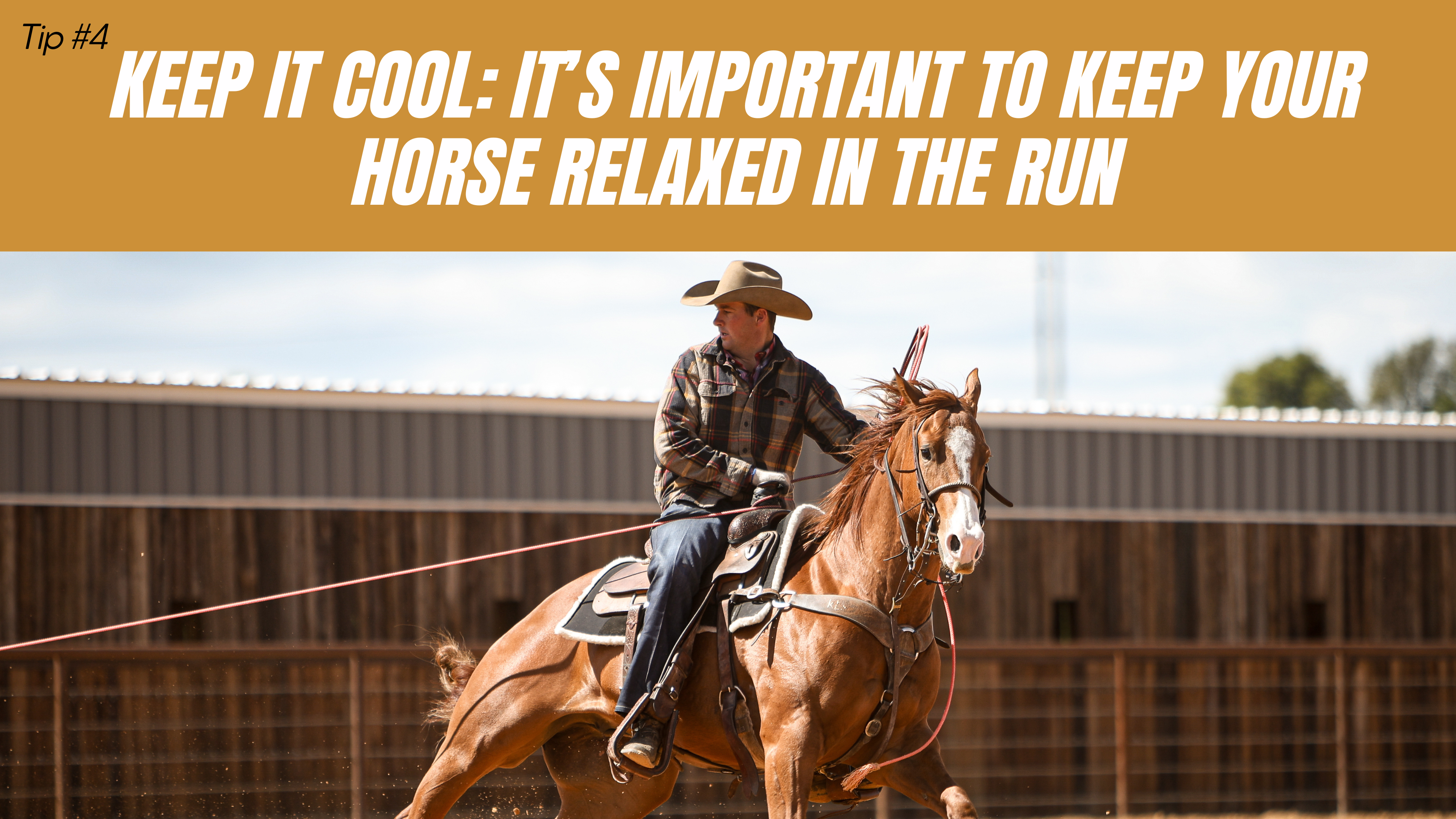 Keep It Cool: It’s Important to Keep Your Horse Relaxed in the Run