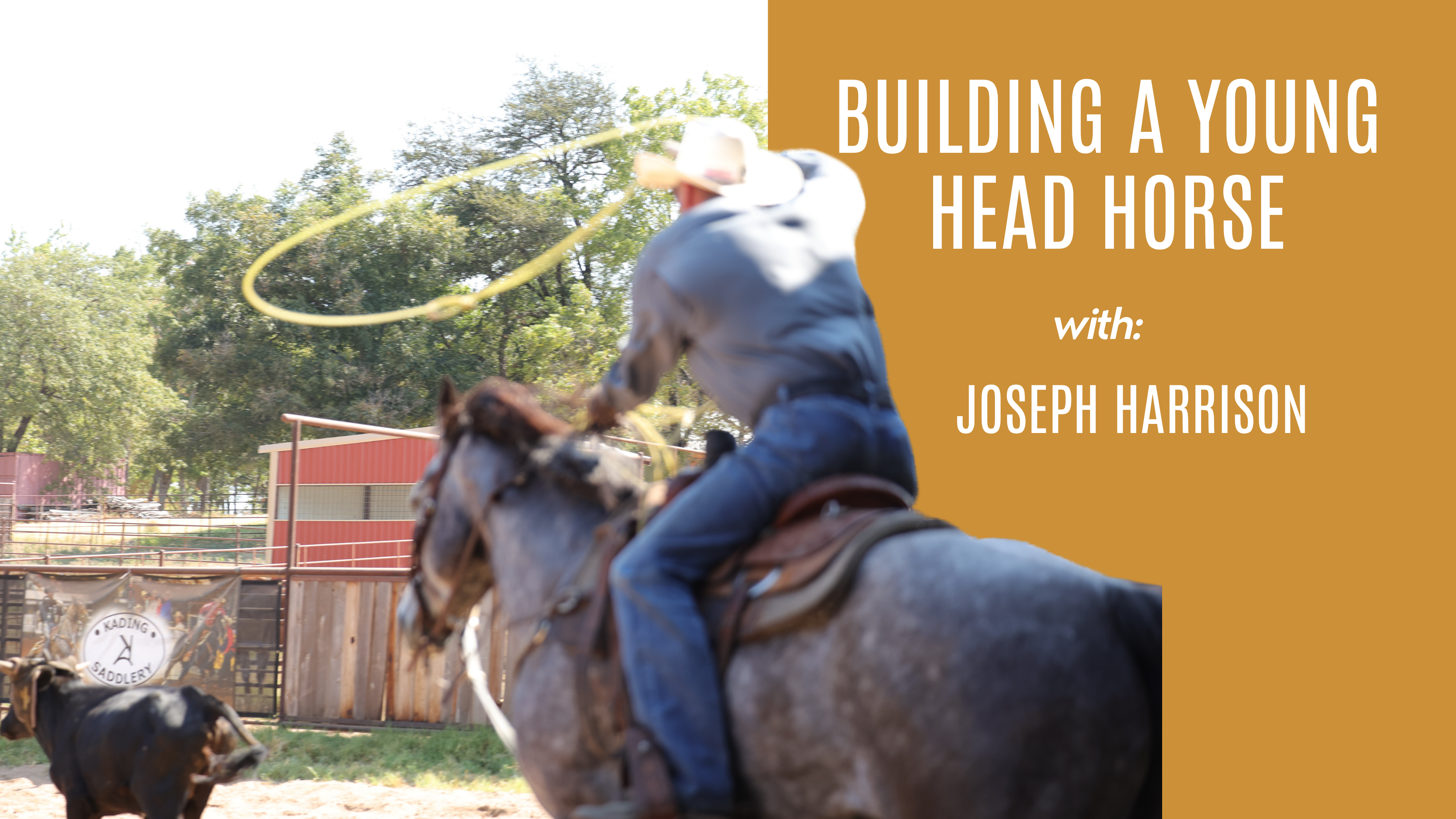 Joseph Harrison: Building a Young Head Horse