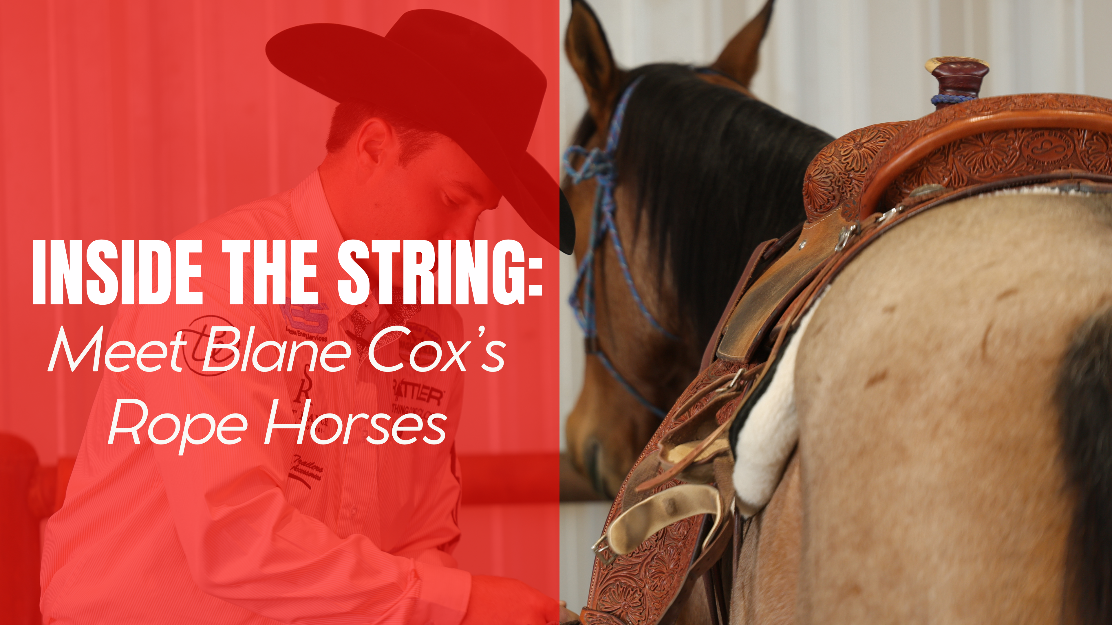 Inside the String: Meet Blane Cox’s Rope Horses
