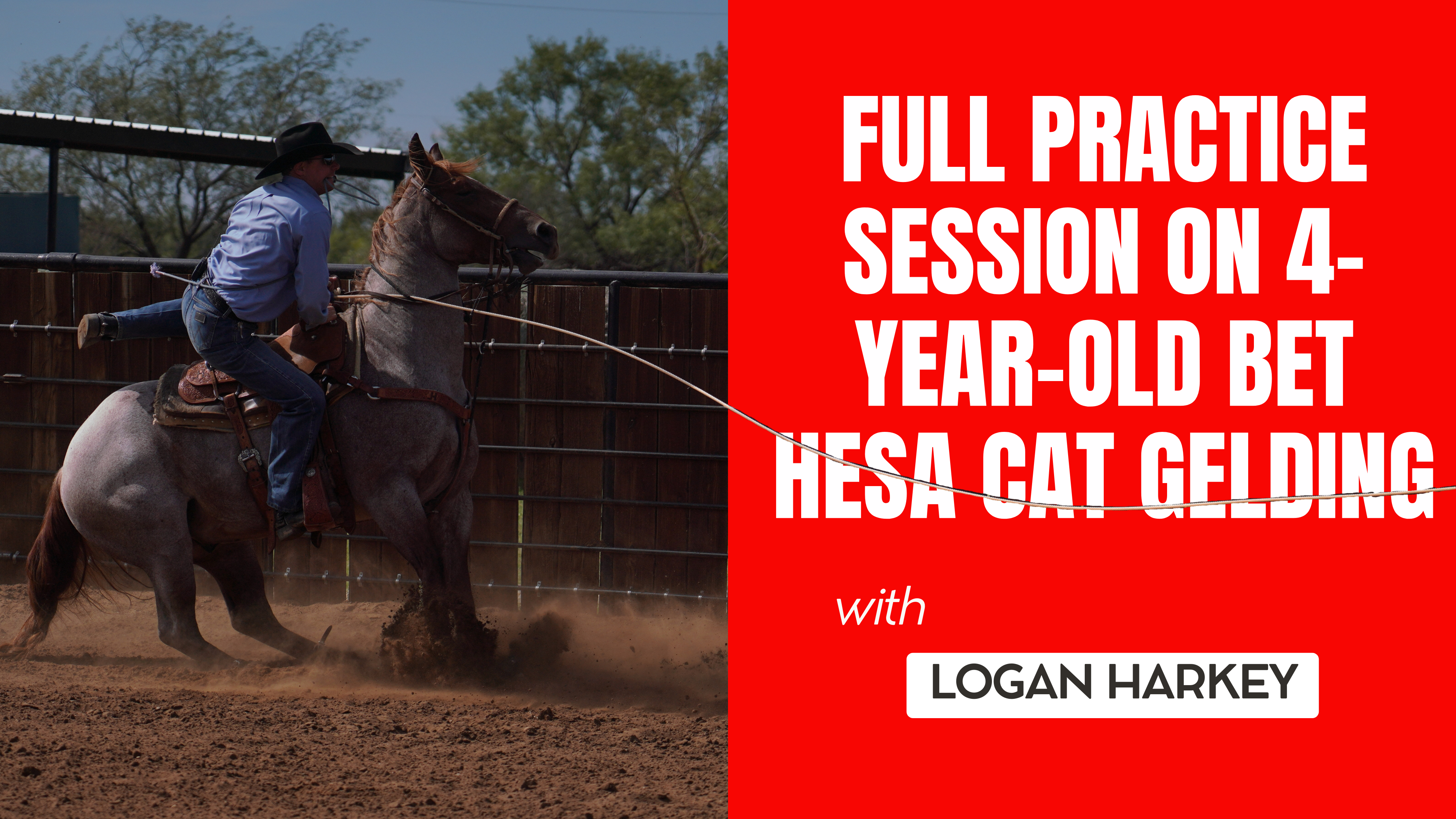 Full Practice Session on 4-Year-Old Bet Hesa Cat Gelding