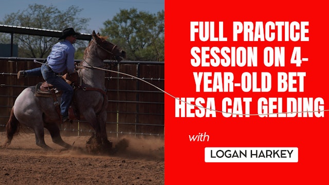 Full Practice Session on 4-Year-Old Bet Hesa Cat Gelding