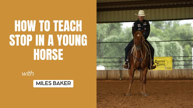 How to Teach Stop in a Young Horse 