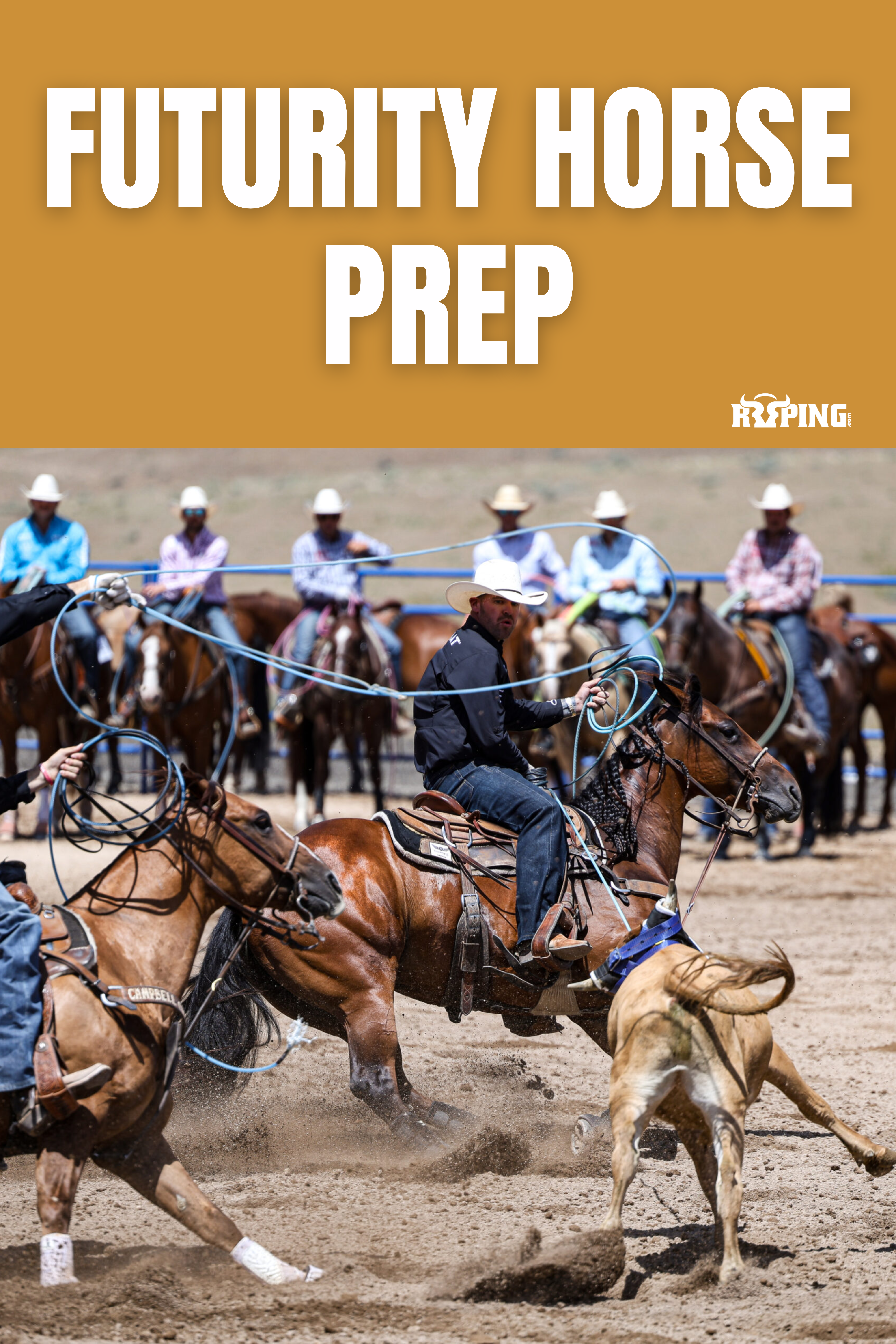 Futurity Horse Prep