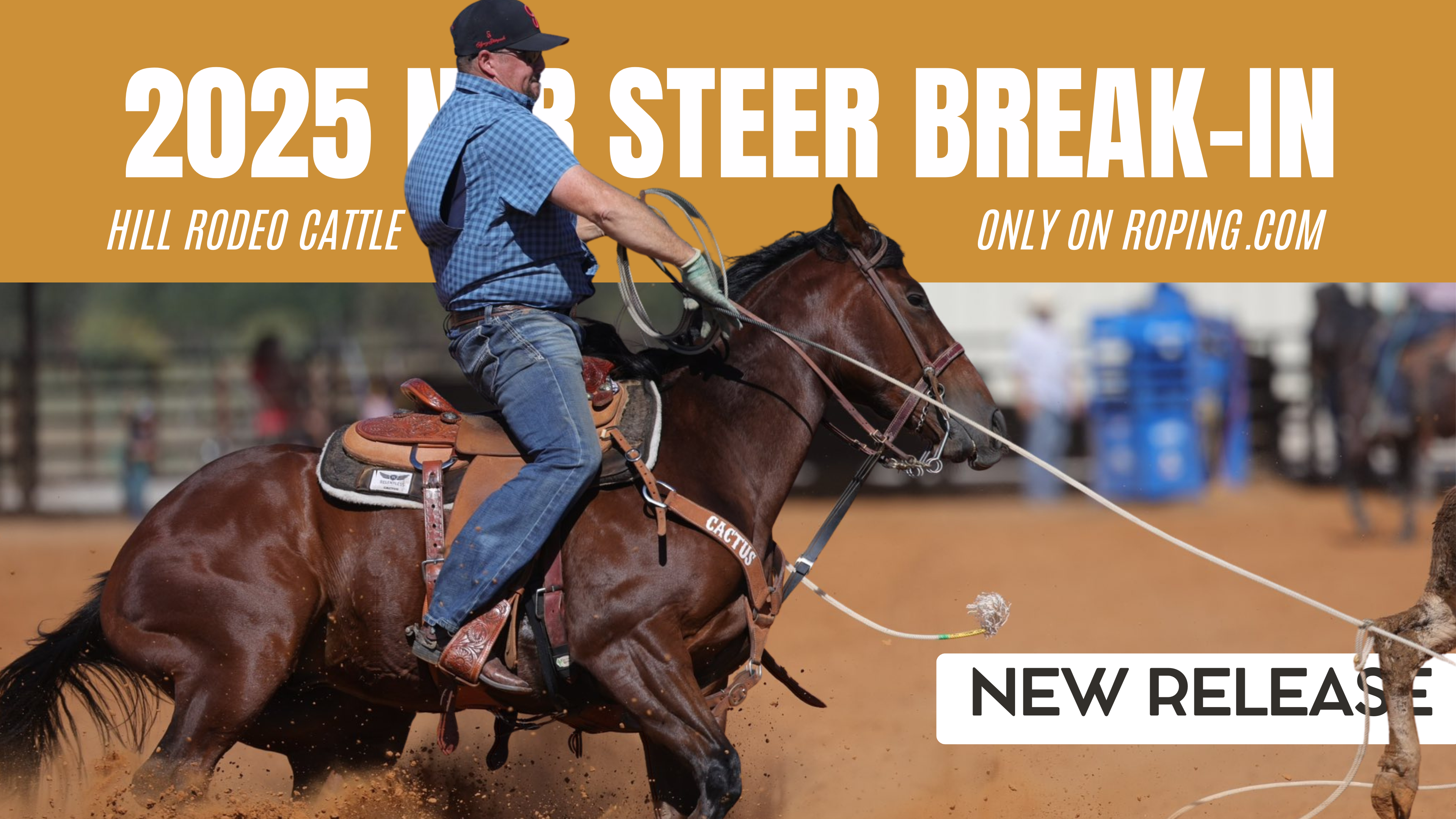 2025 NFR Steer Break-In