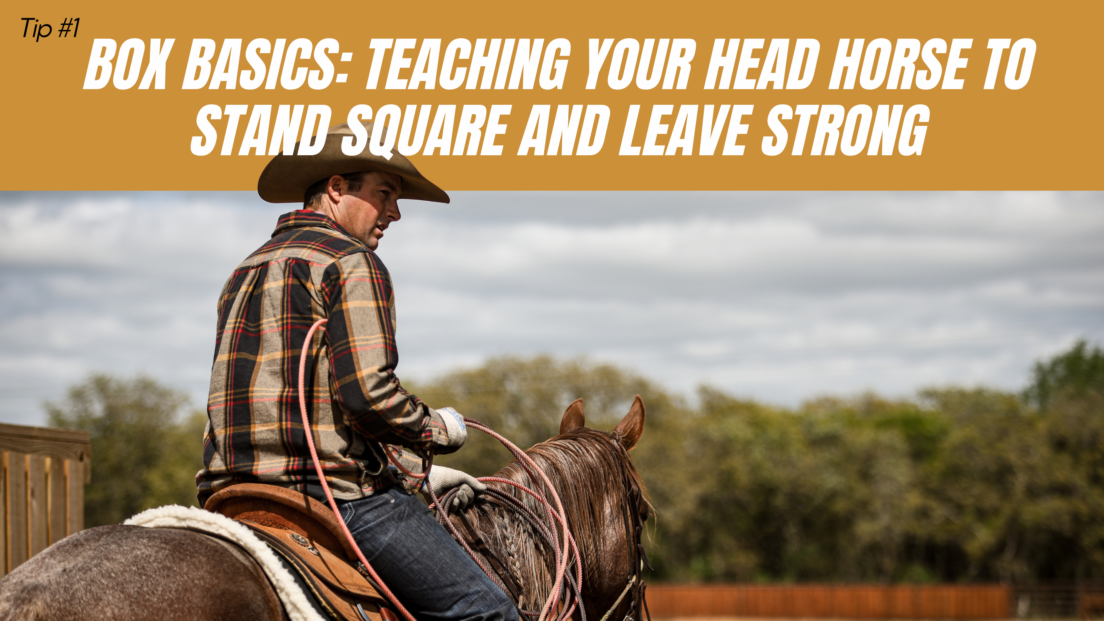 Box Basics: Teaching Your Head Horse to Stand Square and Leave Strong