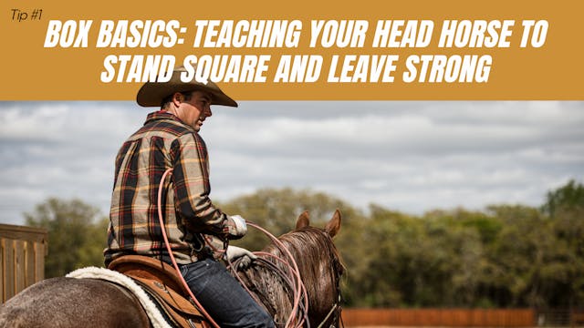 Box Basics: Teaching Your Head Horse ...