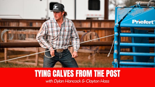 Tying Calves from the Post with Dylan...