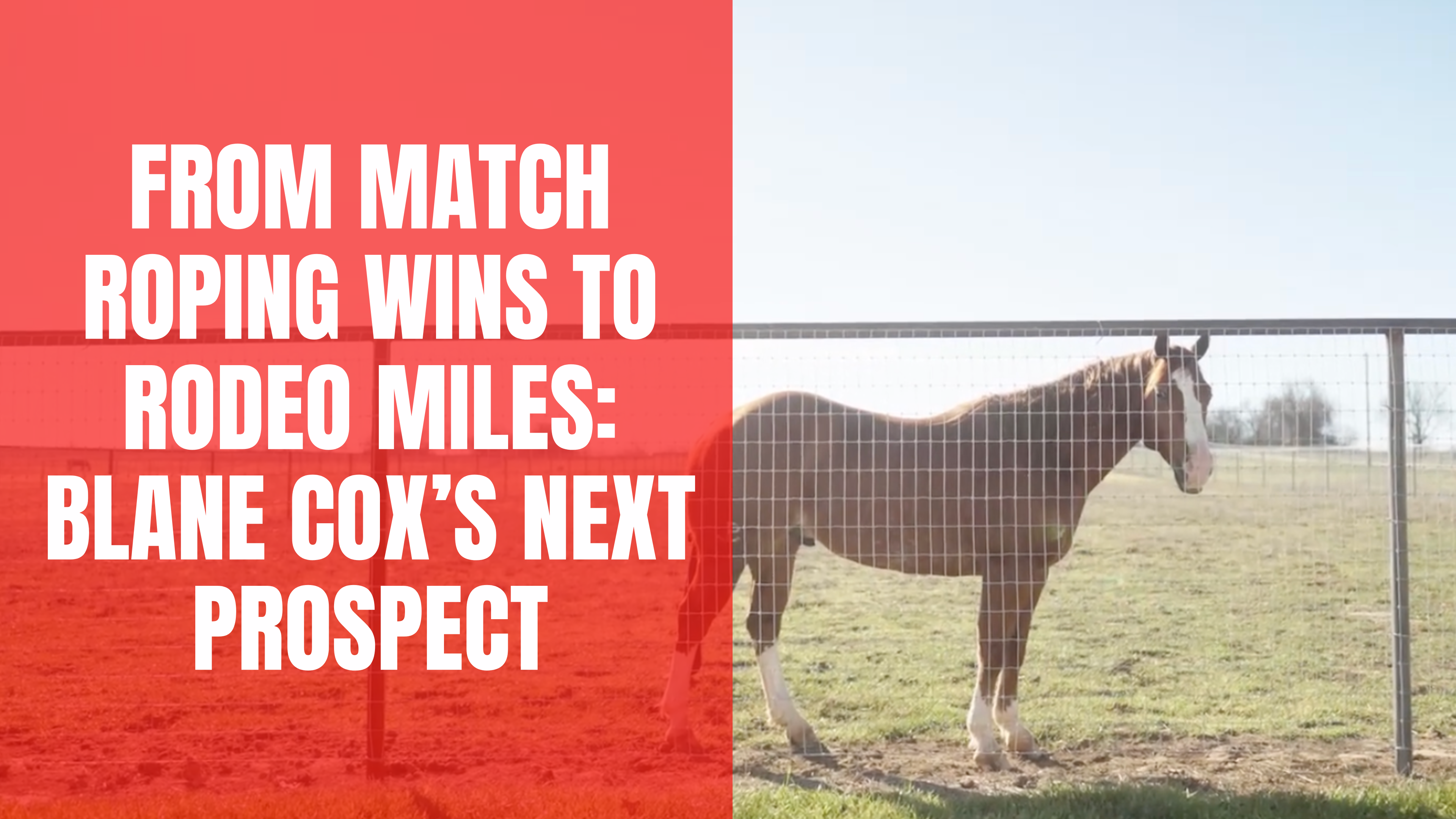 From Match Roping Wins to Rodeo Miles: Blane Cox’s Next Prospect