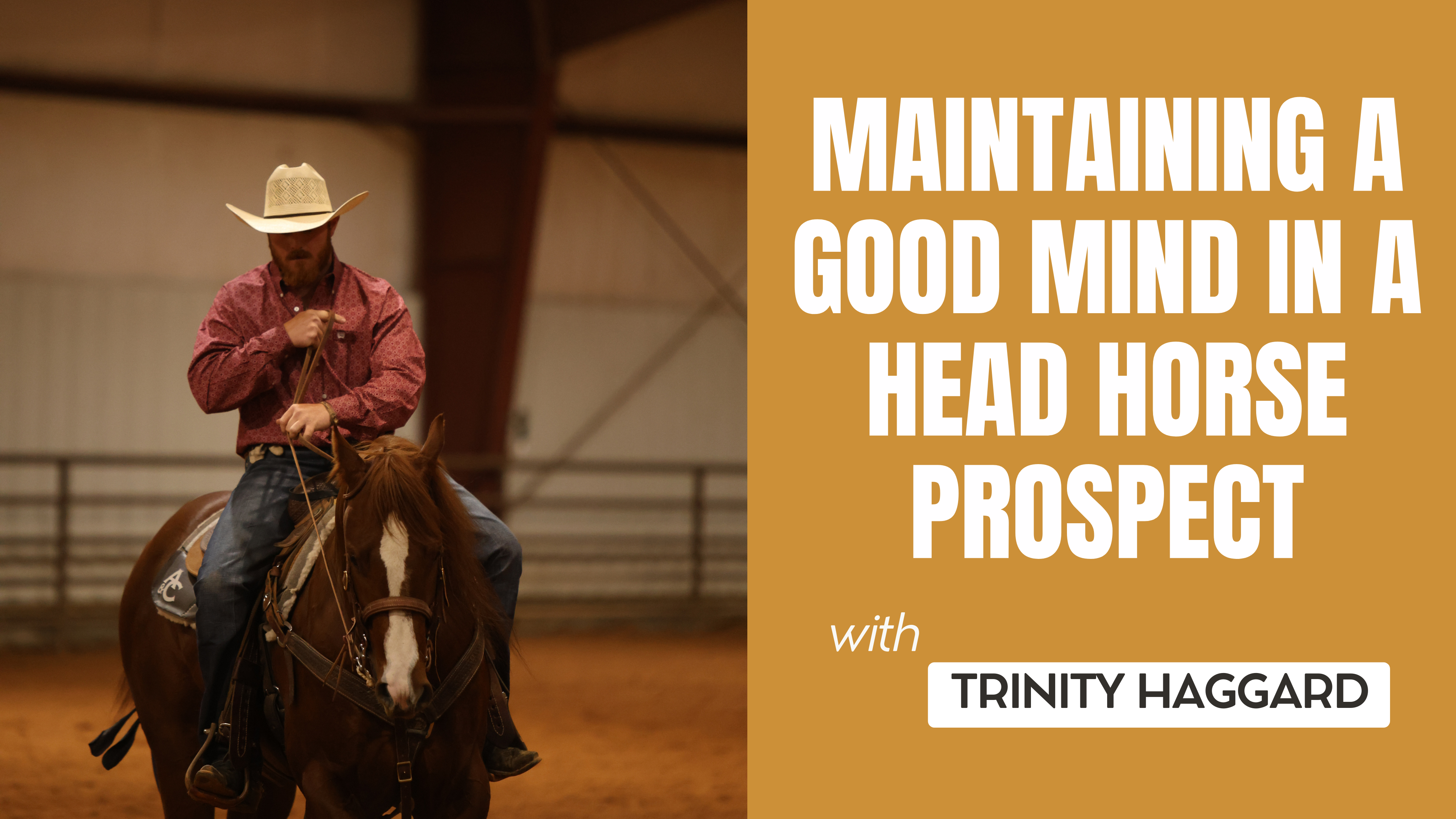 Maintaining a Good Mind in a Head Horse Prospect