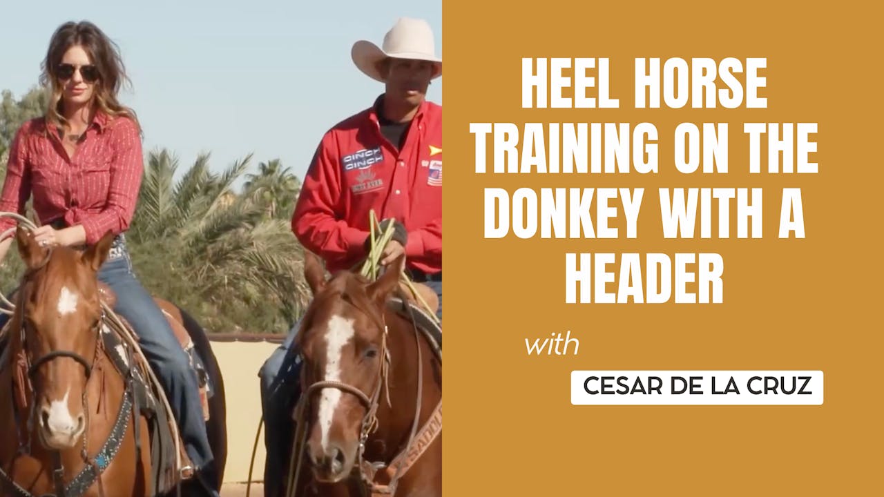 Heel Horse Training on the Donkey with a Header - Roping․com
