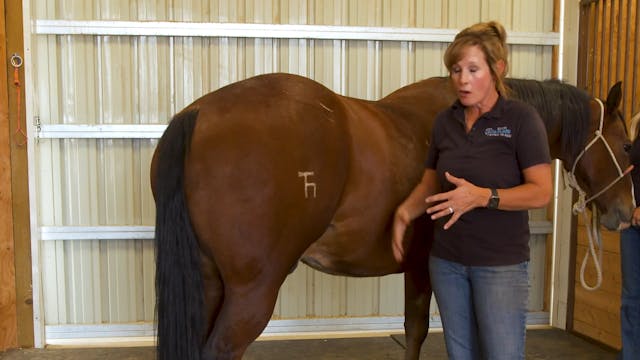 Equine acupressure point for swelling