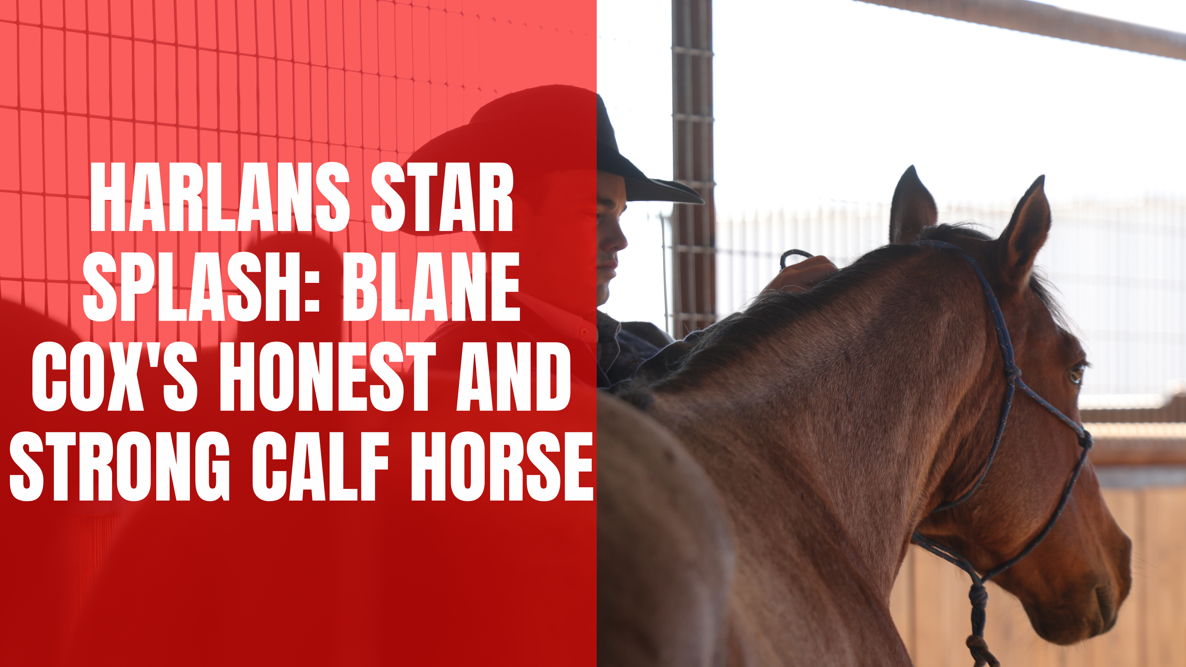 Harlans Star Splash: Blane Cox's Honest and Strong Calf Horse