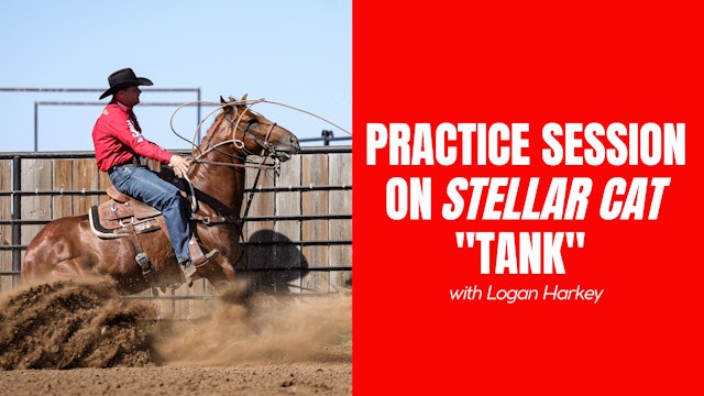 Practice Session on Stellar Cat "Tank"