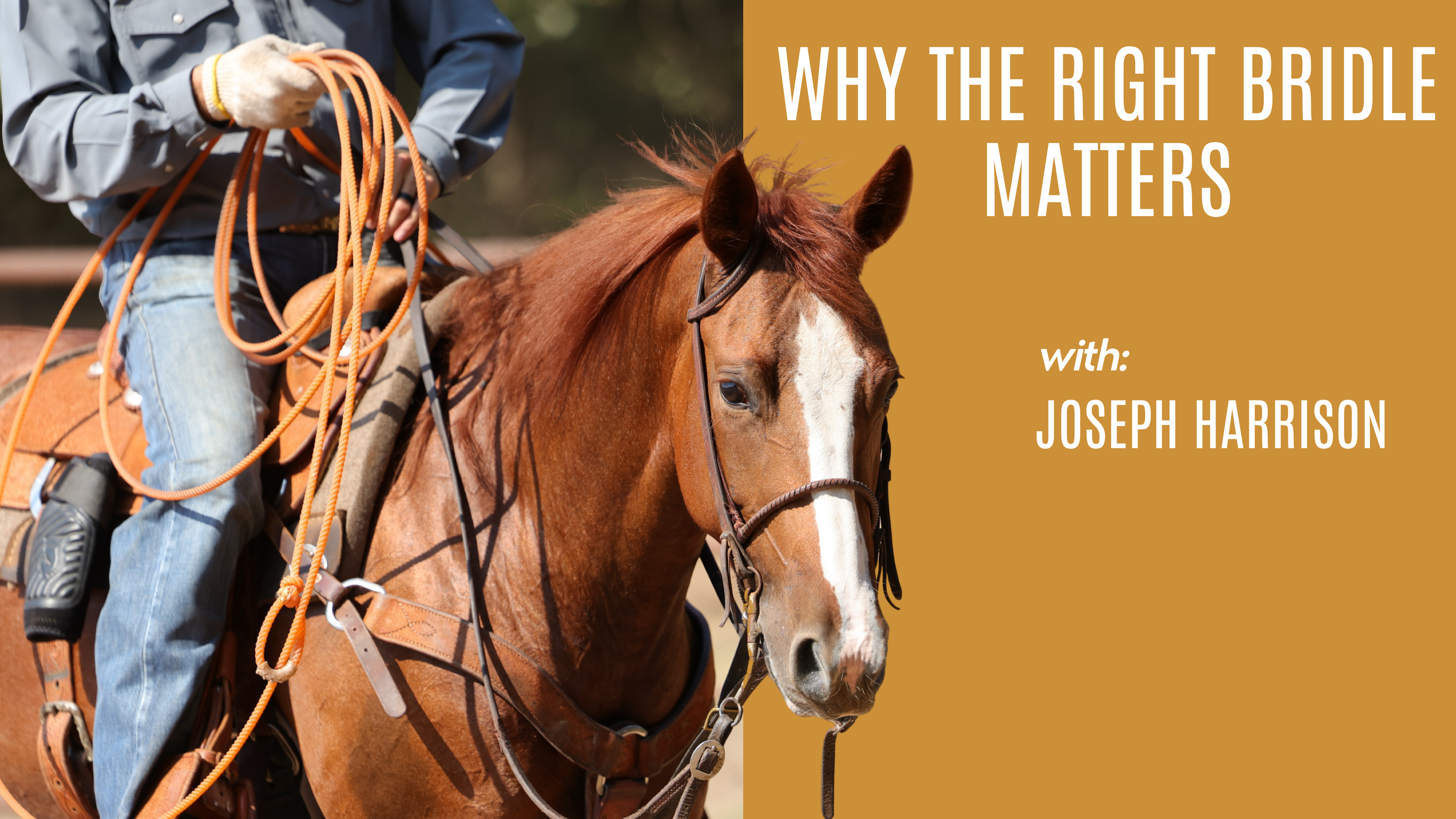 Joseph Harrison: Why the Right Bridle Matters
