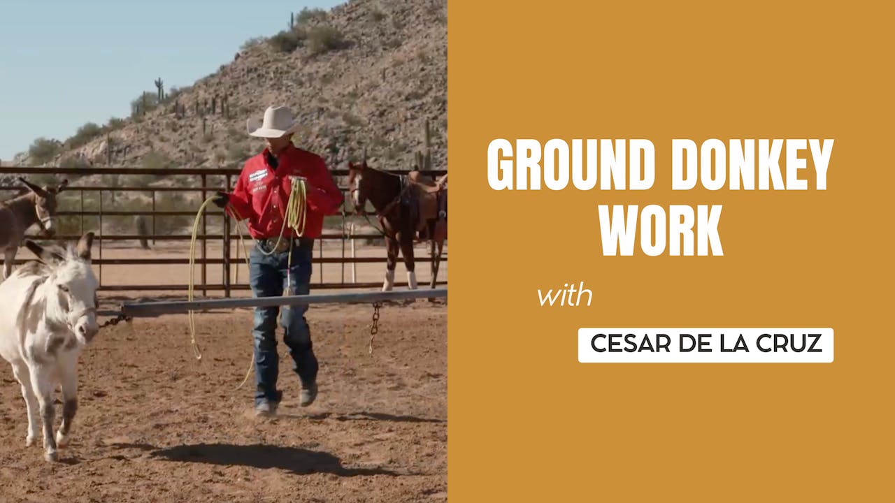 Donkey Roping Ground Donkey Work - Roping․com