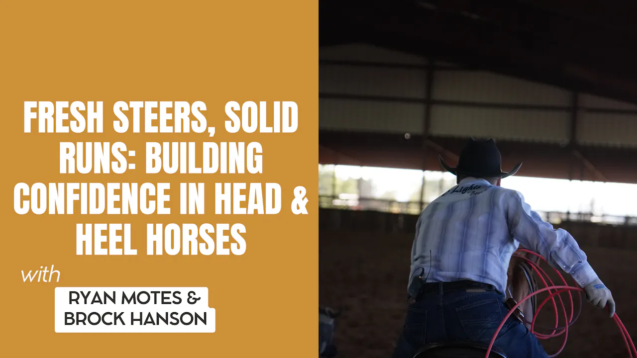 Training Roping Steers Fresh Steers, Solid Runs: Building Confidence in Head & Heel Horses ...