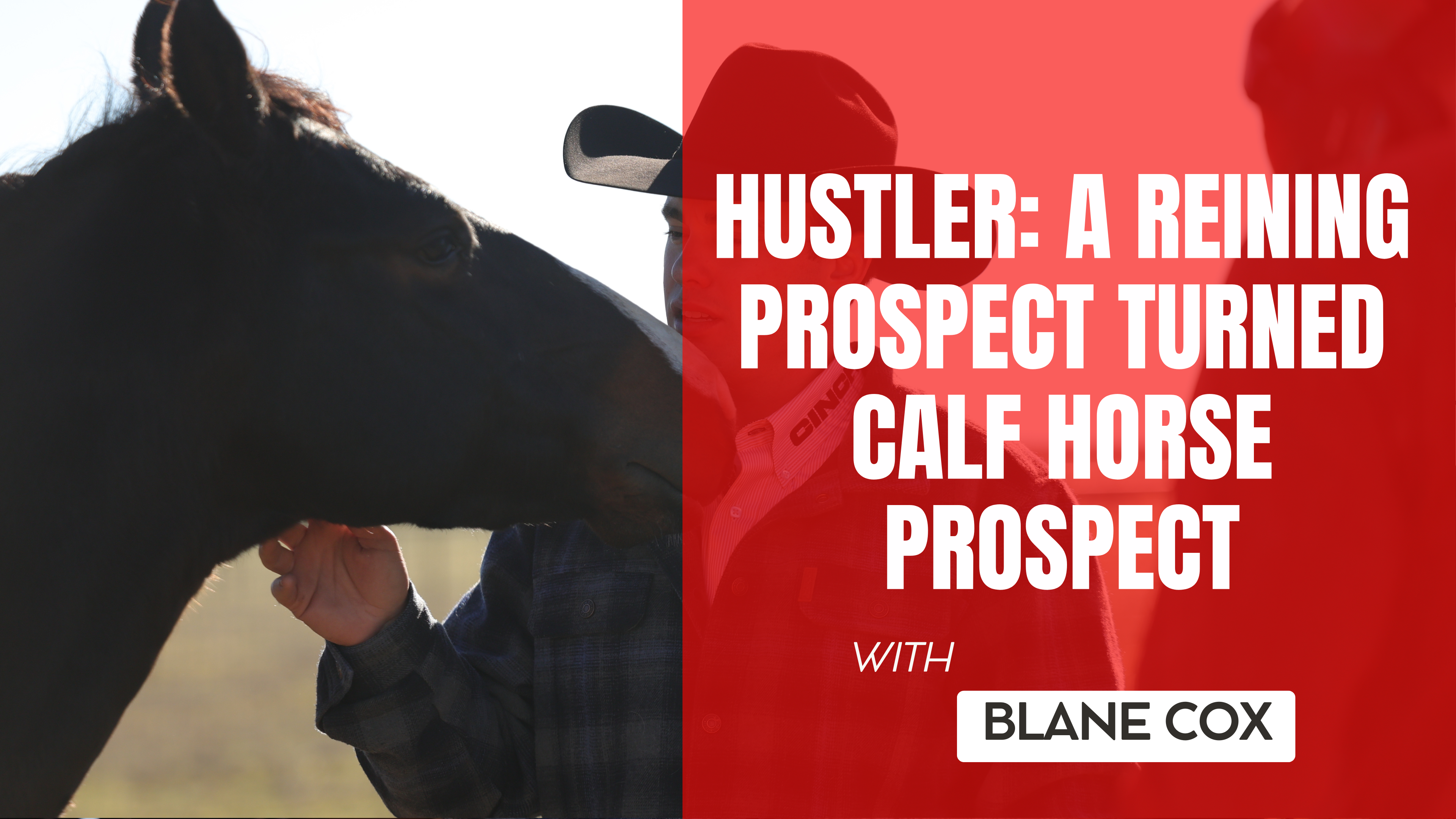 Hustler: Reining Prospect Turned Calf Horse Prospect