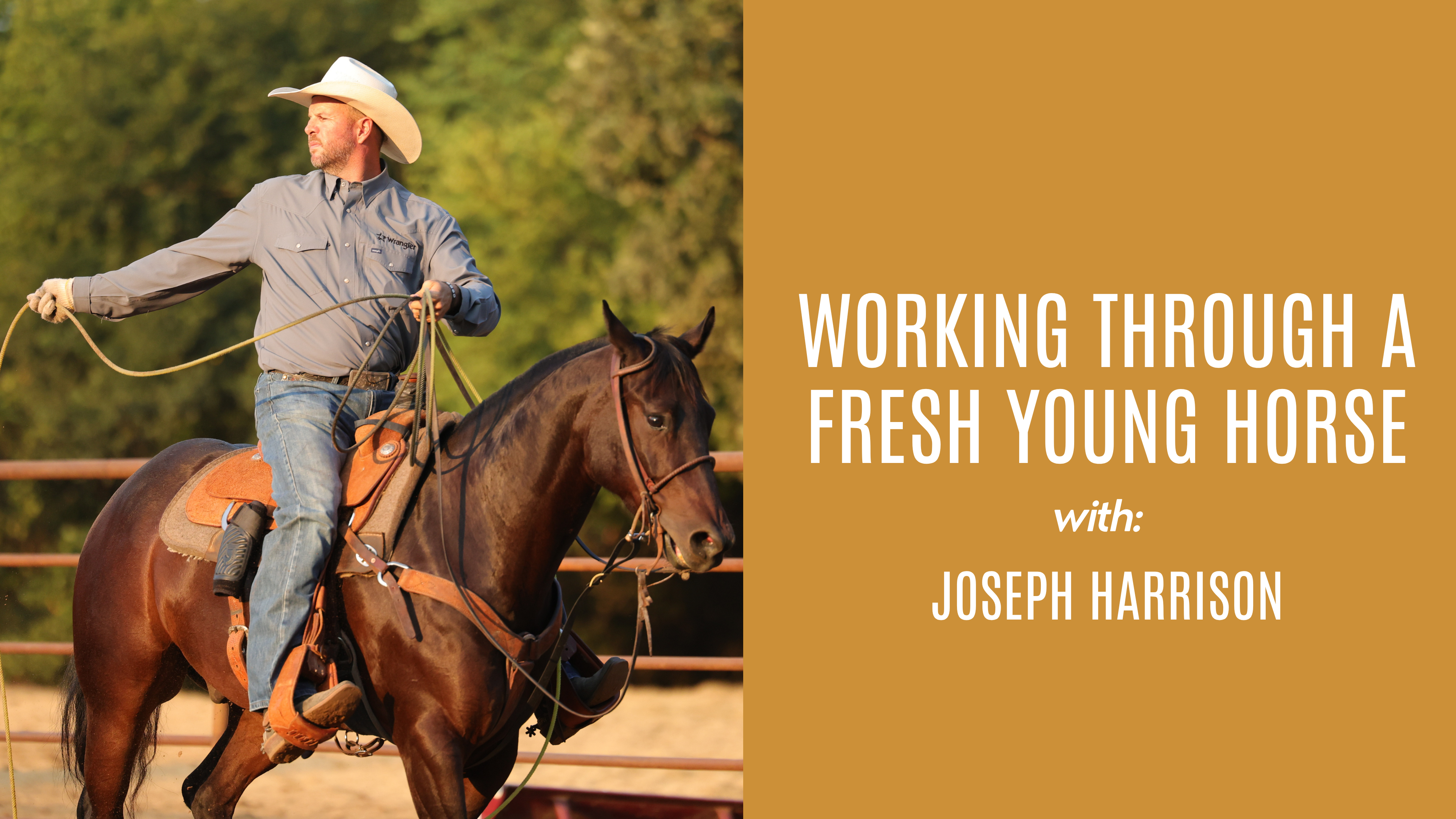Joseph Harrison: Working Through a Fresh Young Horse