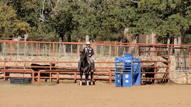 Reinforcing Fundamentals in Young Horses