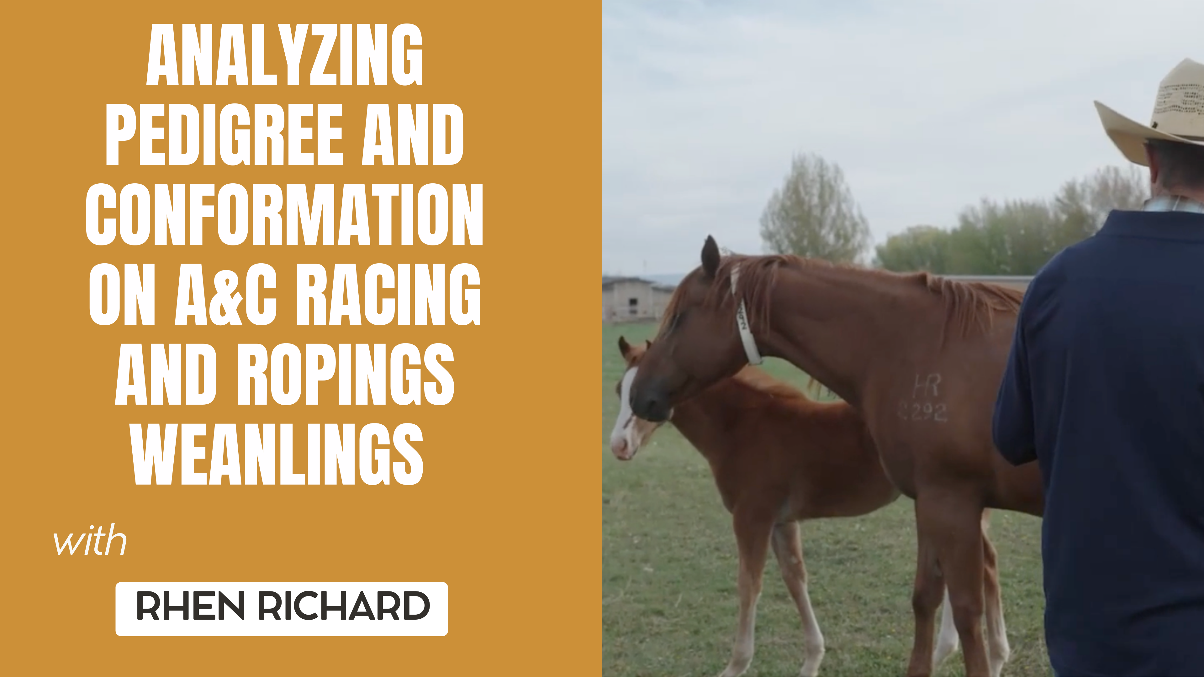 Analyzing Pedigree and Conformation on A&C Racing and Ropings Weanlings