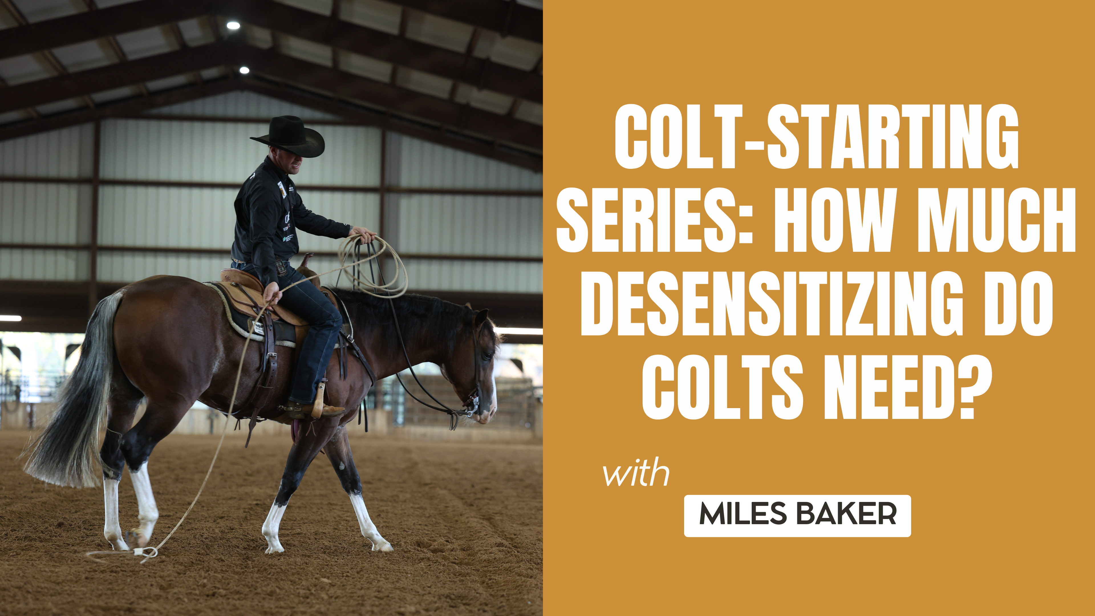 Colt-Starting Series: How Much Desensitizing Do Colts Need?