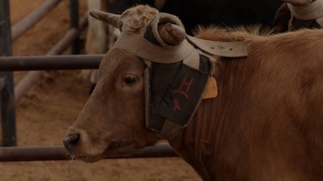 2022 NFR Steer Break-In Footage