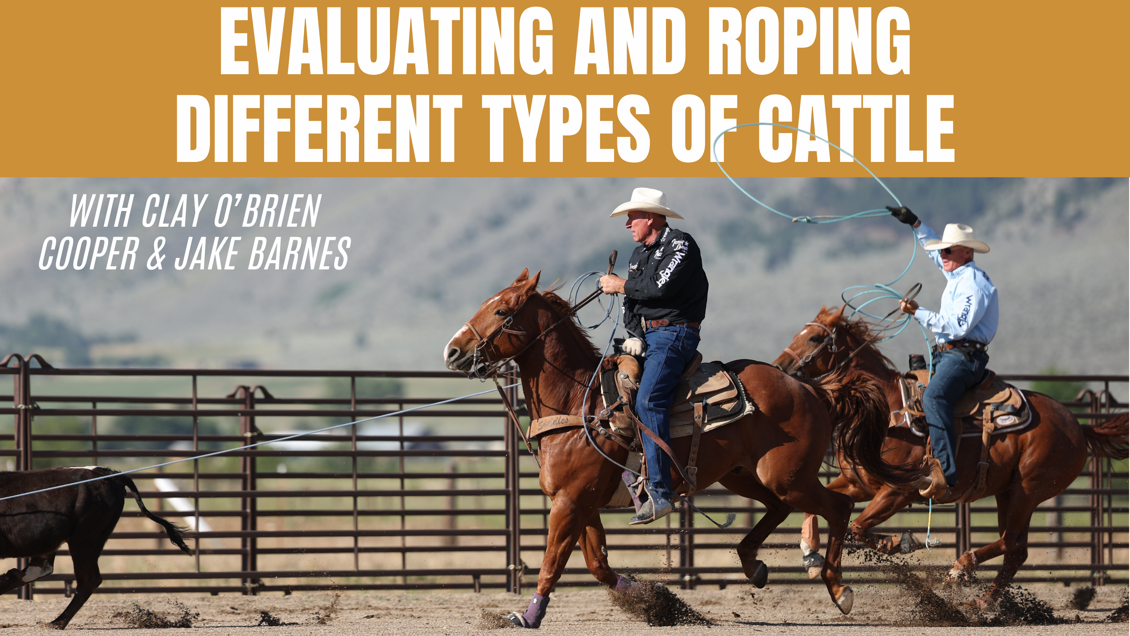Evaluating and Roping Different Types of Cattle