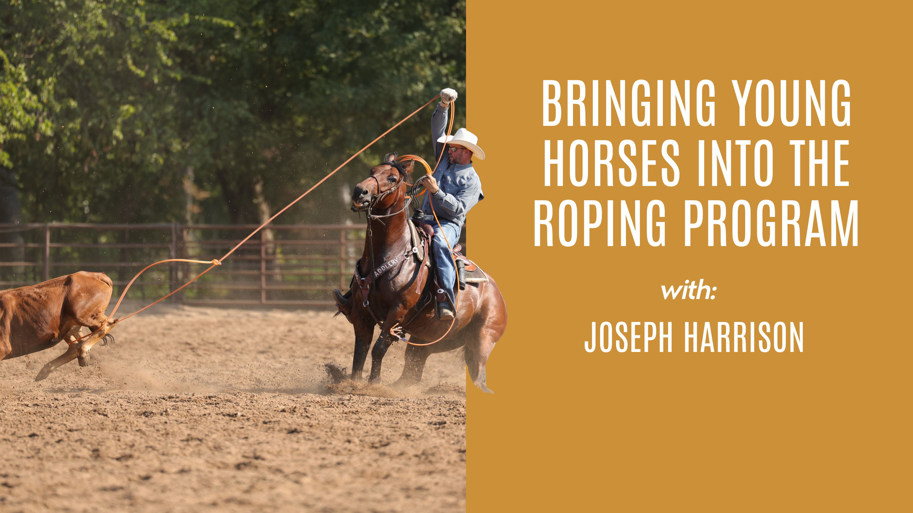 Joseph Harrison: Bringing Young Horses Into the Roping Program