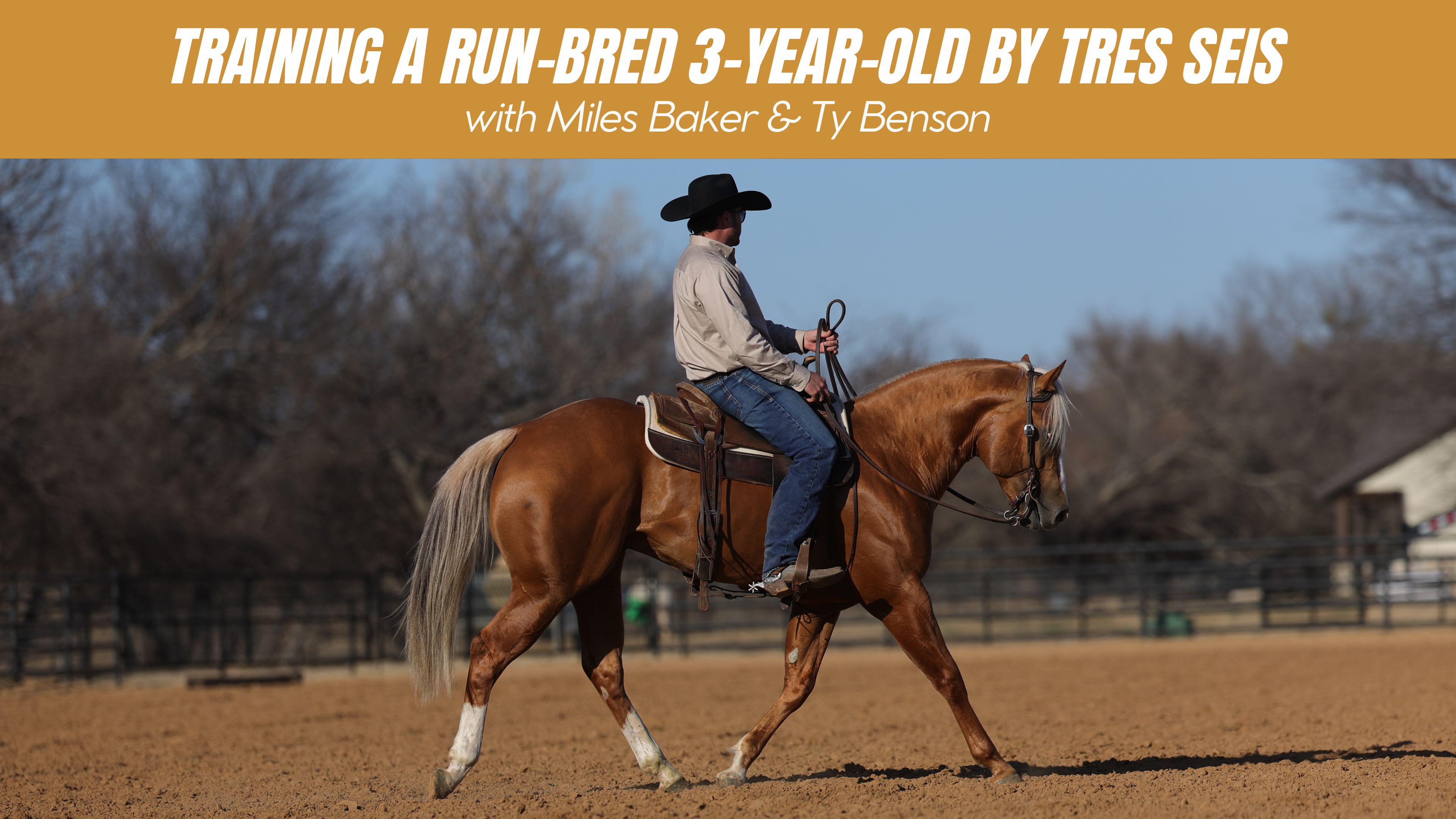 Training a Run-Bred 3-Year-Old by Tres Seis