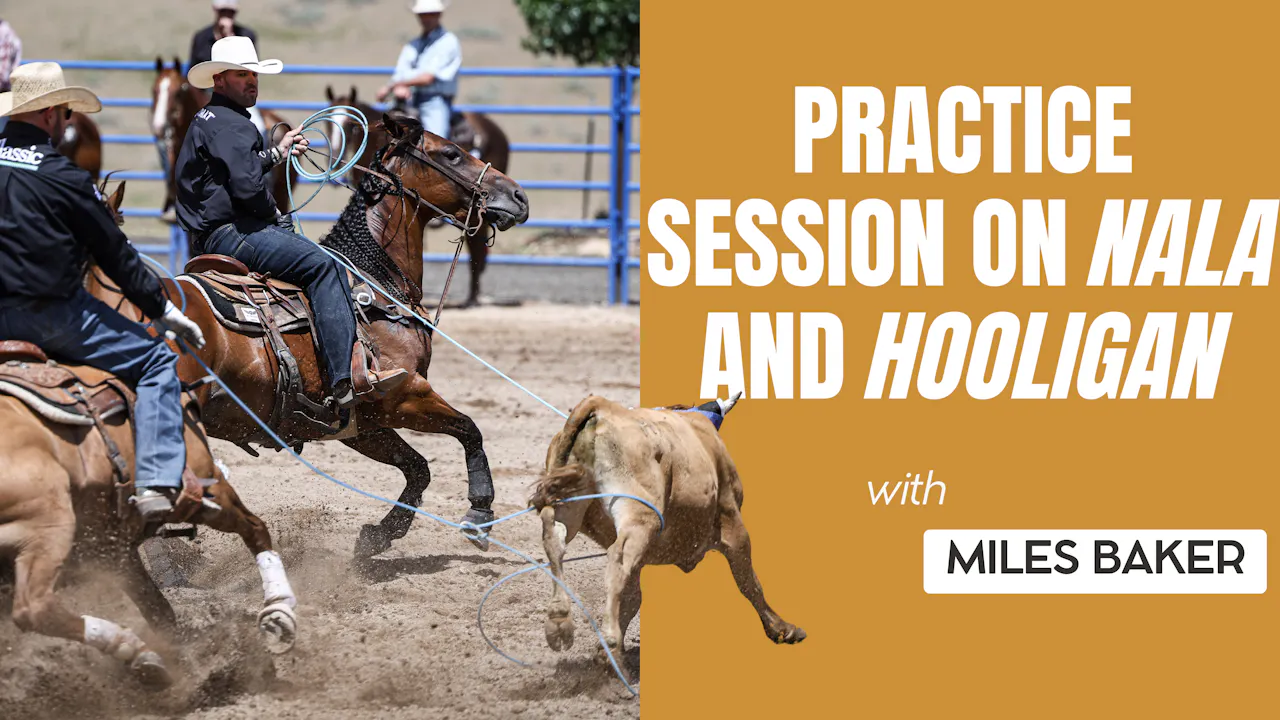 Practice Session on Nala and Hooligan - Roping․com