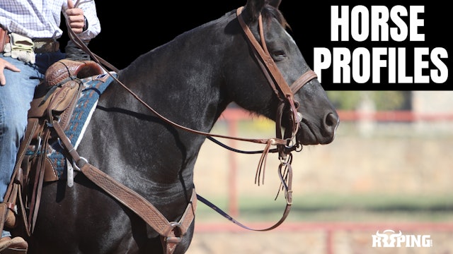 Horse Profiles