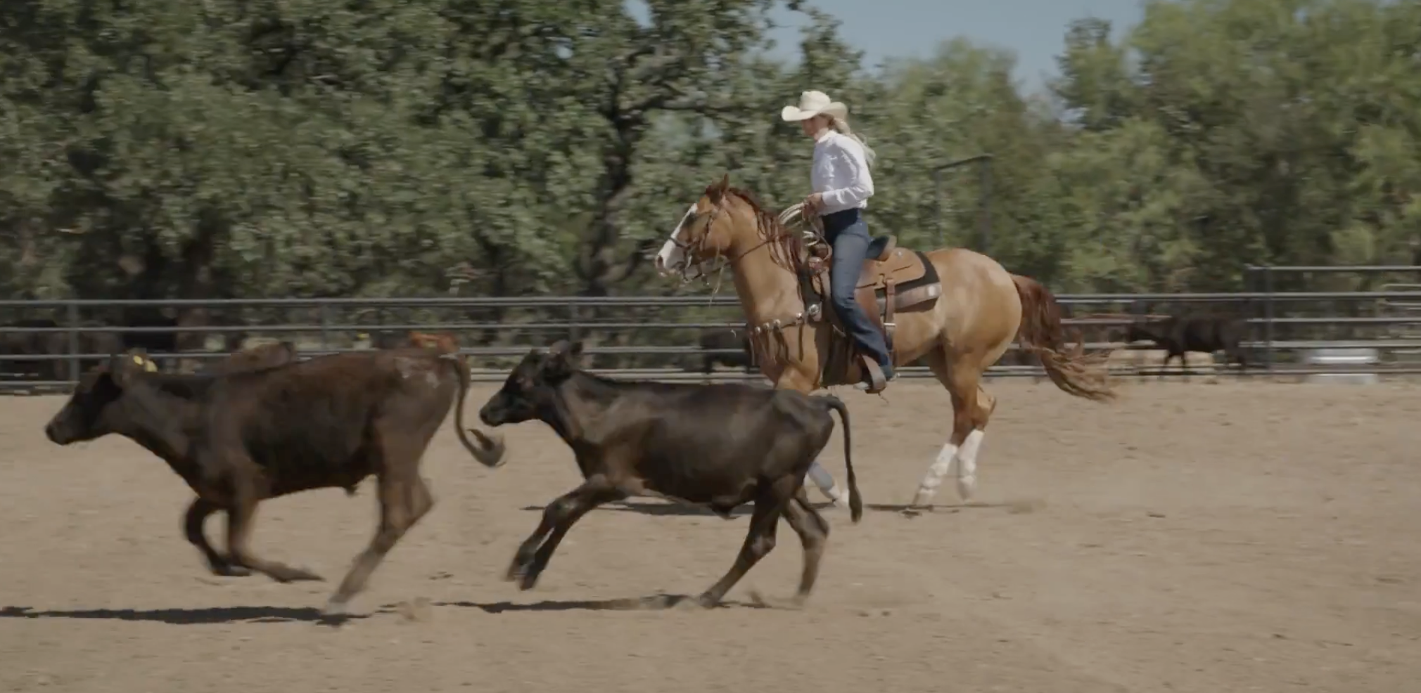 Pen Roping on a 3-Year-Old Filly with a Reining Background