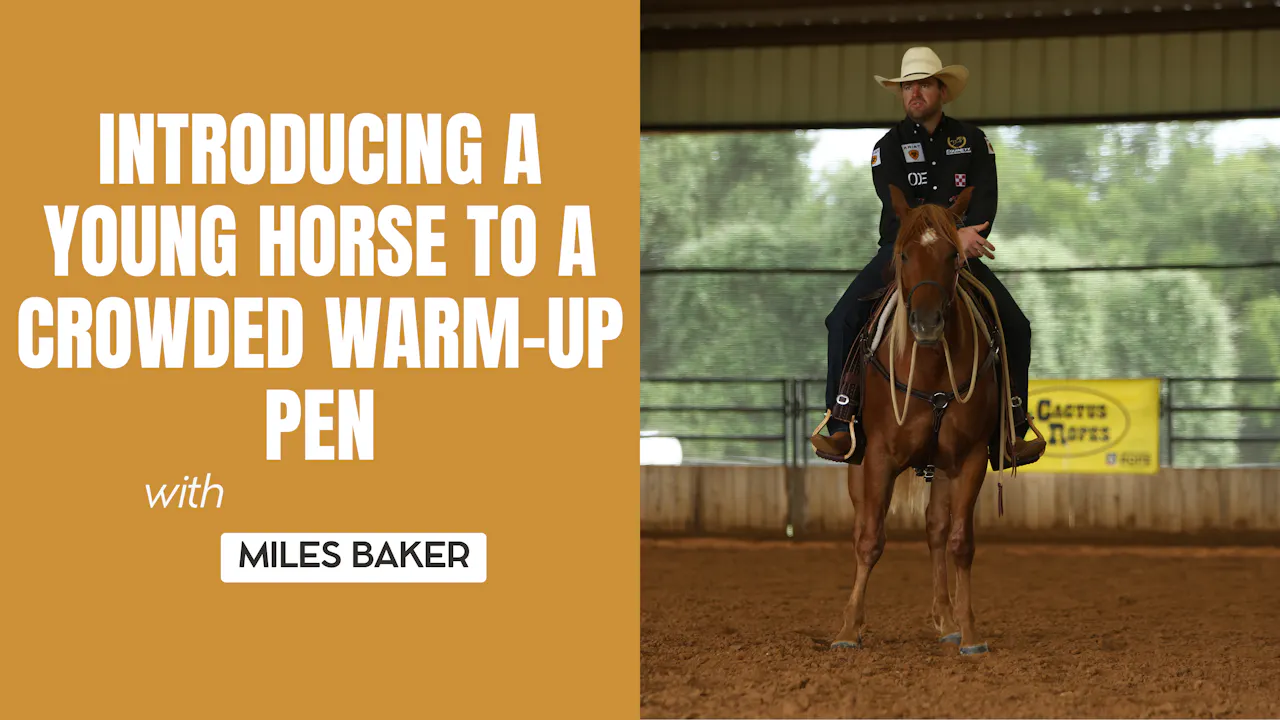 Introducing a Young Horse to a Crowded Warm-Up Pen - Roping․com