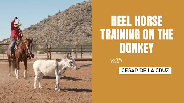 Heel Horse Training on the Donkey