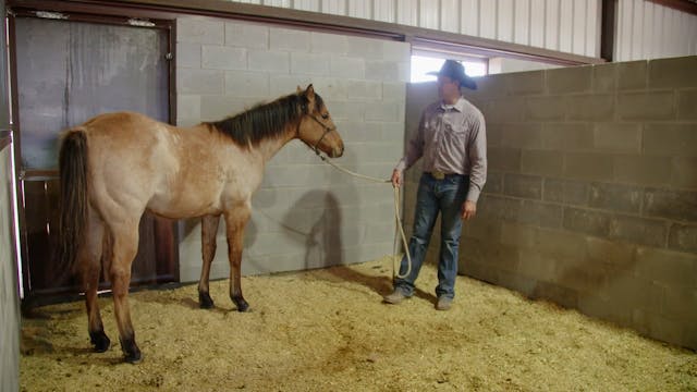 Hoof Trimming Basics