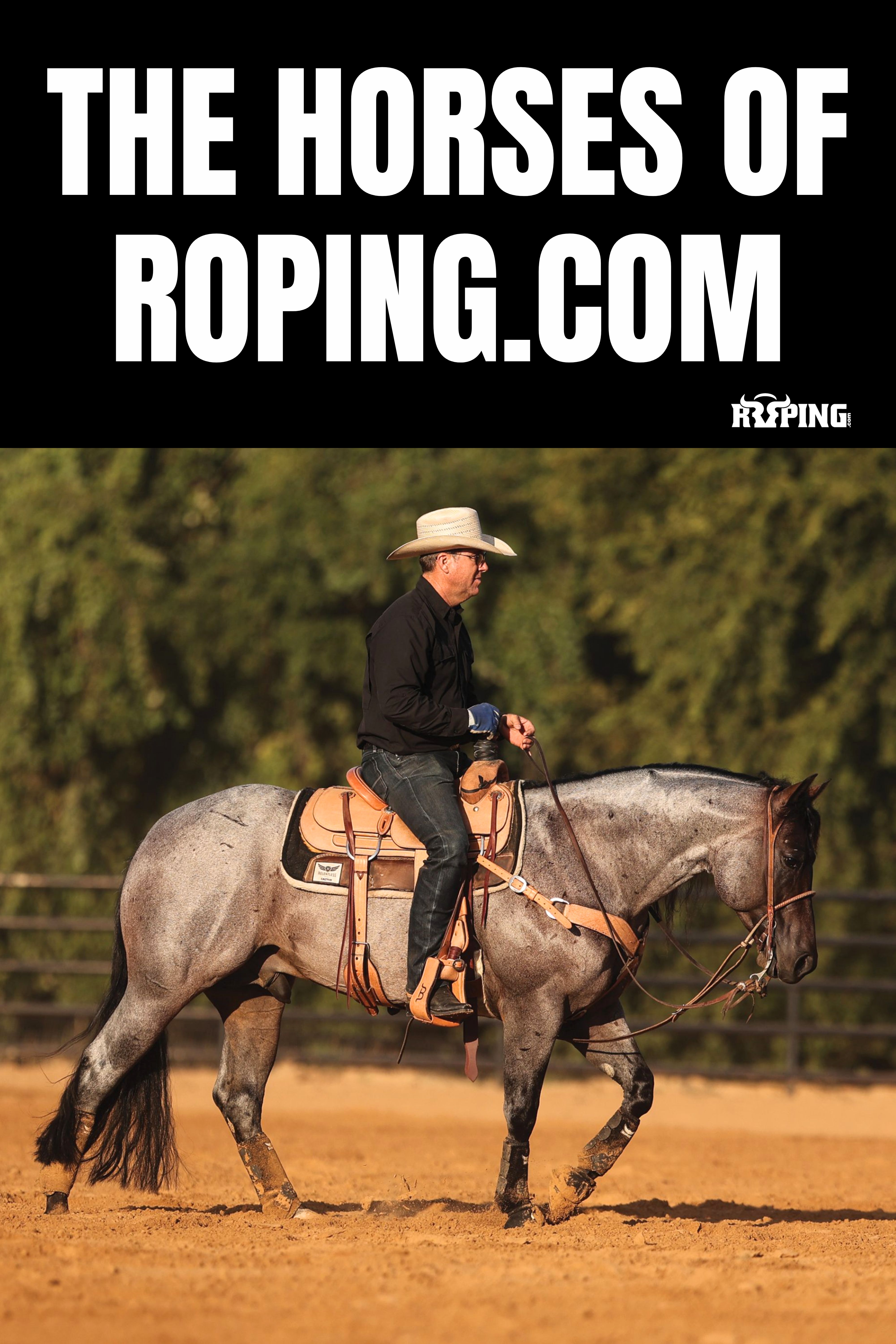 The Horses of Roping.com