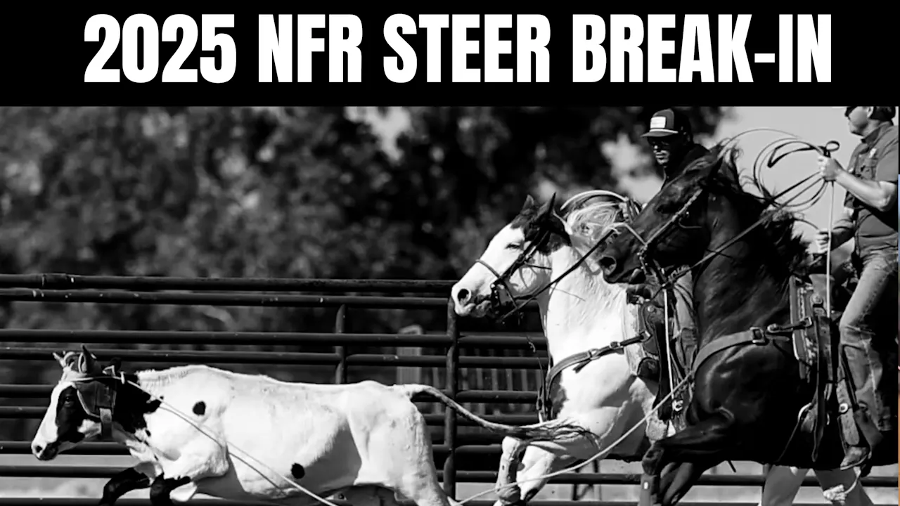 The 2025 NFR Steer Break-In - 2025 NFR Steer Break-In - Roping․com
