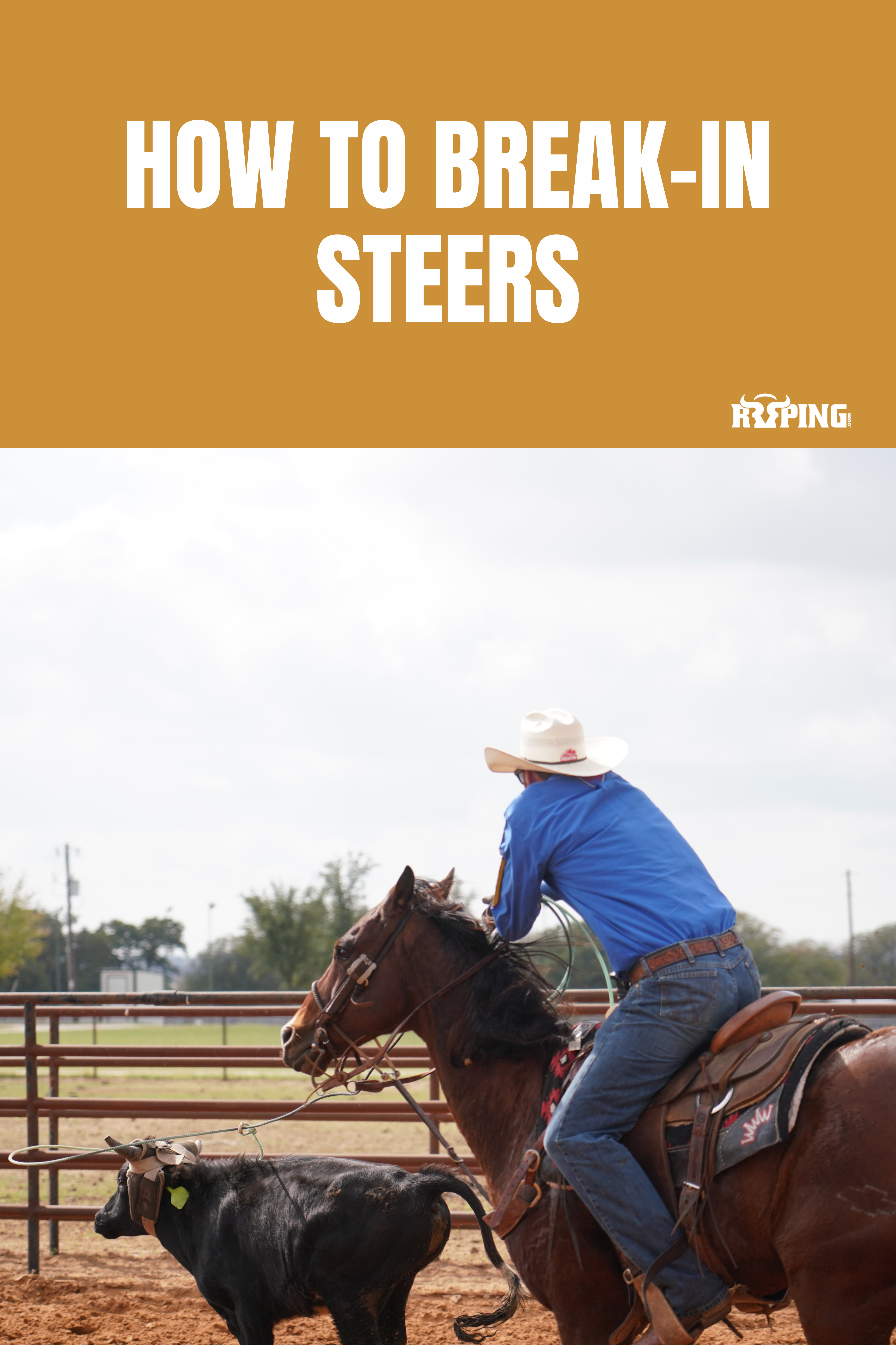 Steer Break-In Sessions