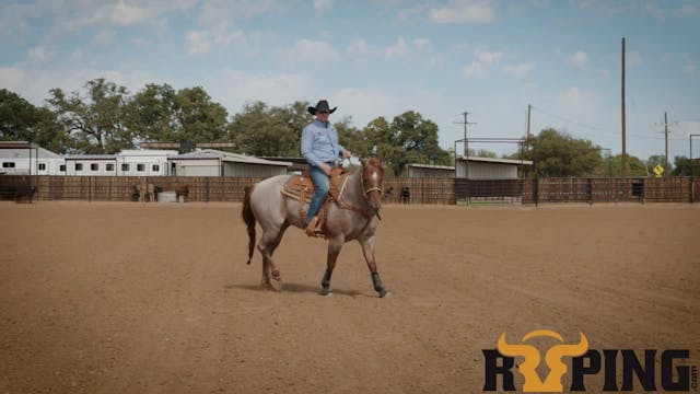 Understanding the Mechanics of the Horse