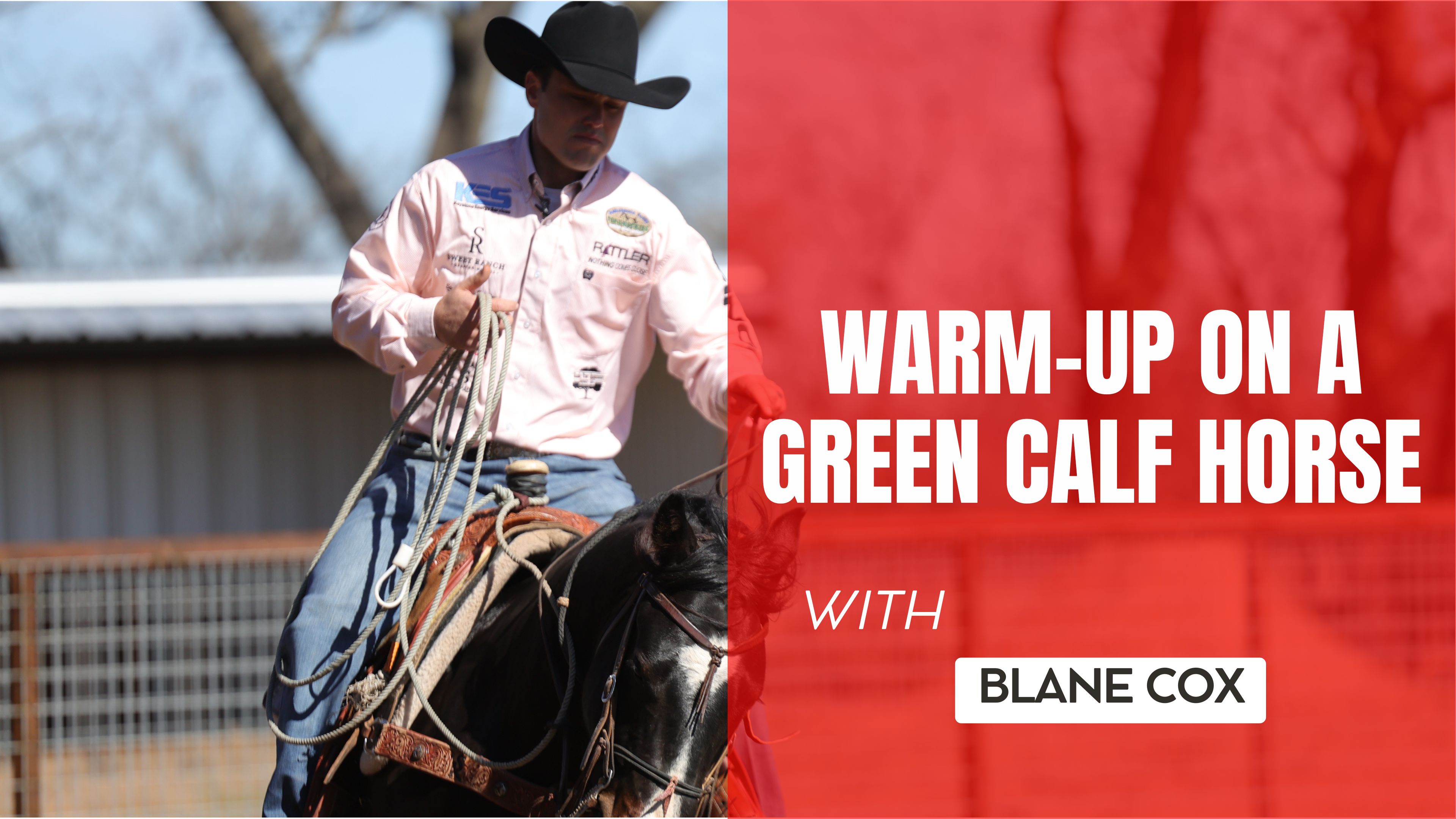 Warm-Up on a Green Calf Horse