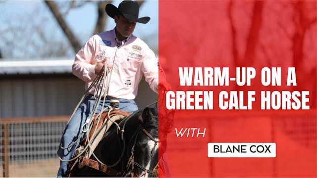 Warm-Up on a Green Calf Horse