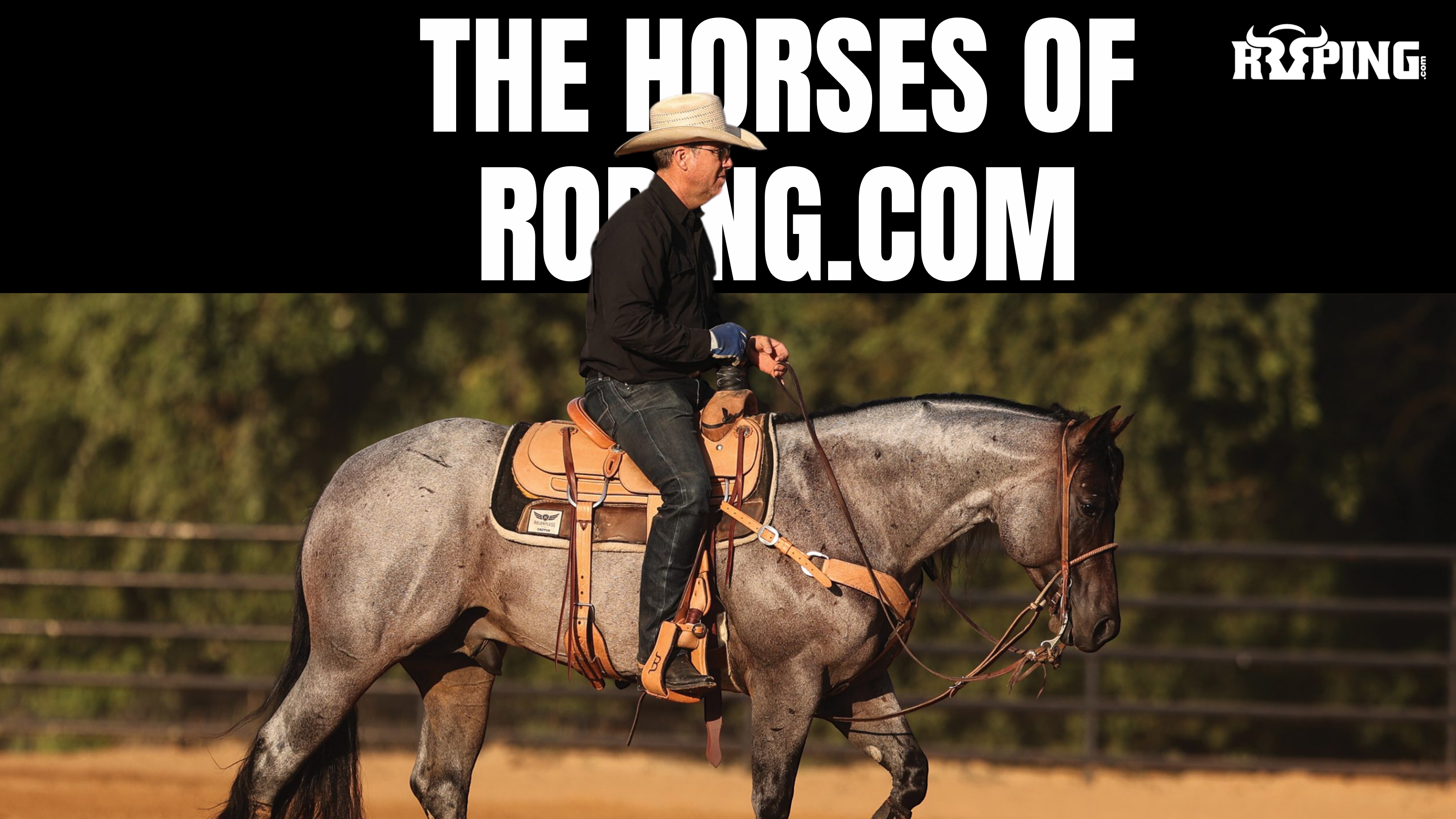 The Horses of Roping.com