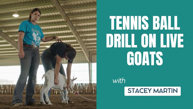 Tennis Ball Drill on Live Goats