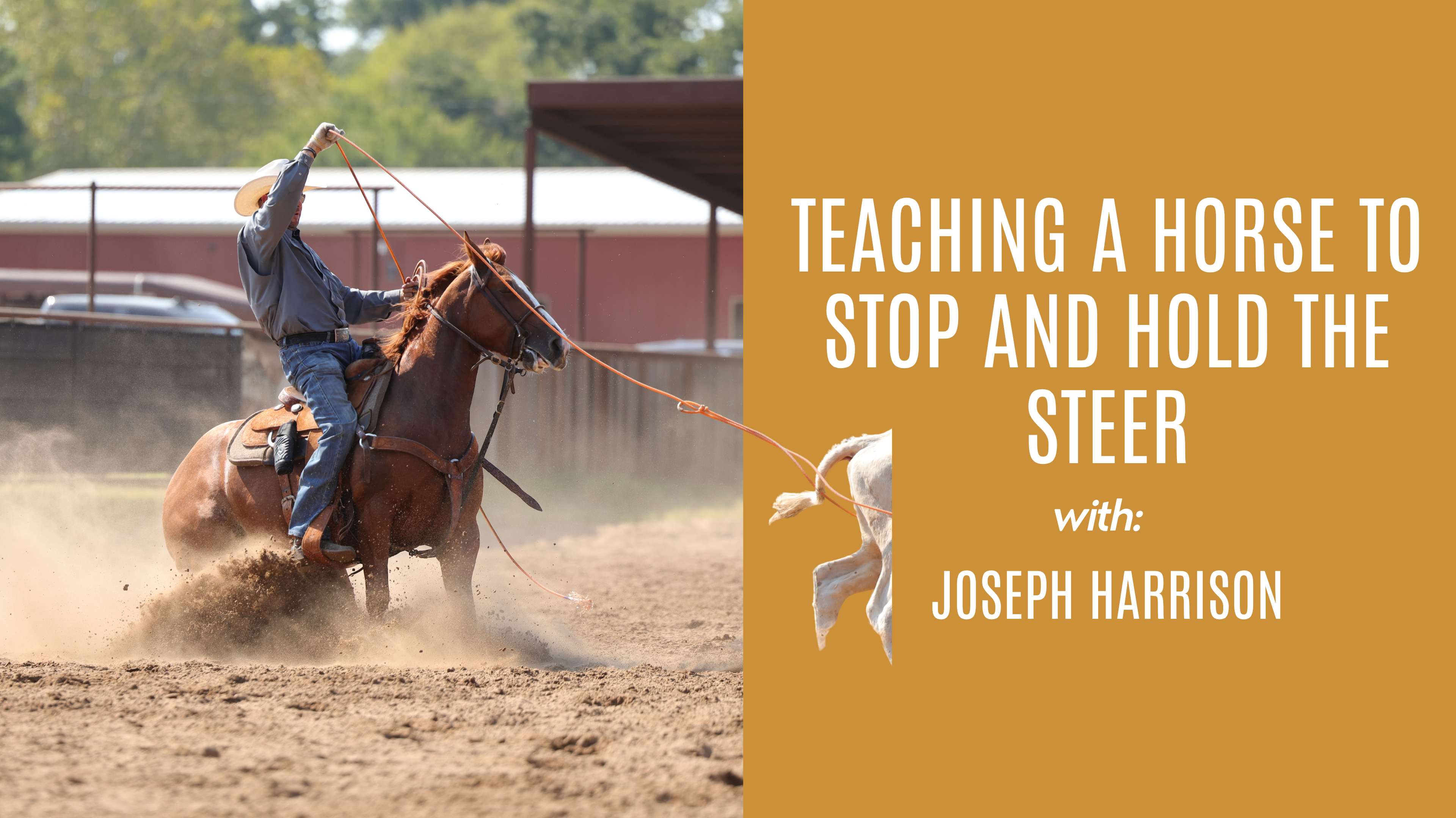 Joseph Harrison: Teaching a Horse to Stop and Hold the Steer