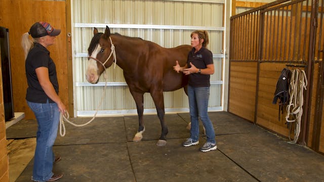 Performance Horse Full Body Soreness ...