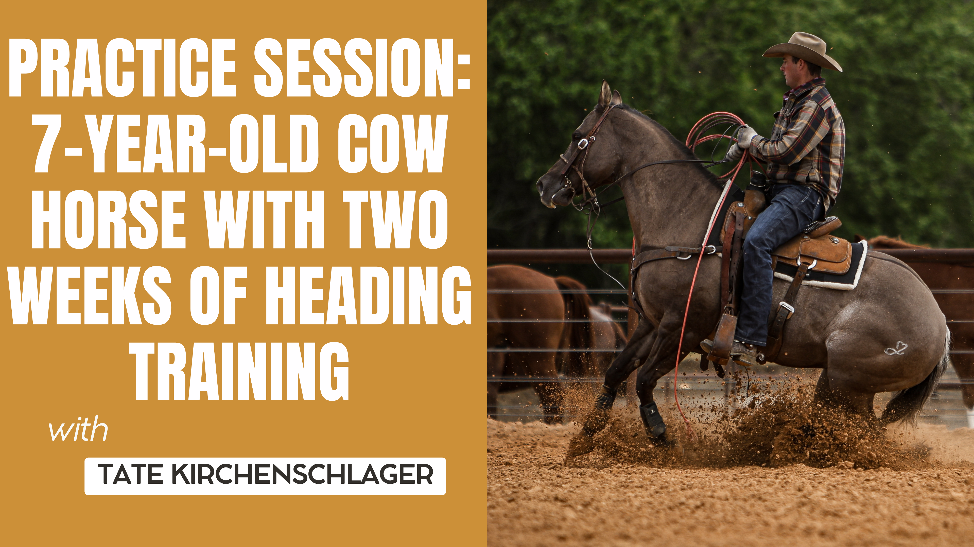 Practice Session: 7-Year-Old Cow Horse with Two Weeks of Heading Training