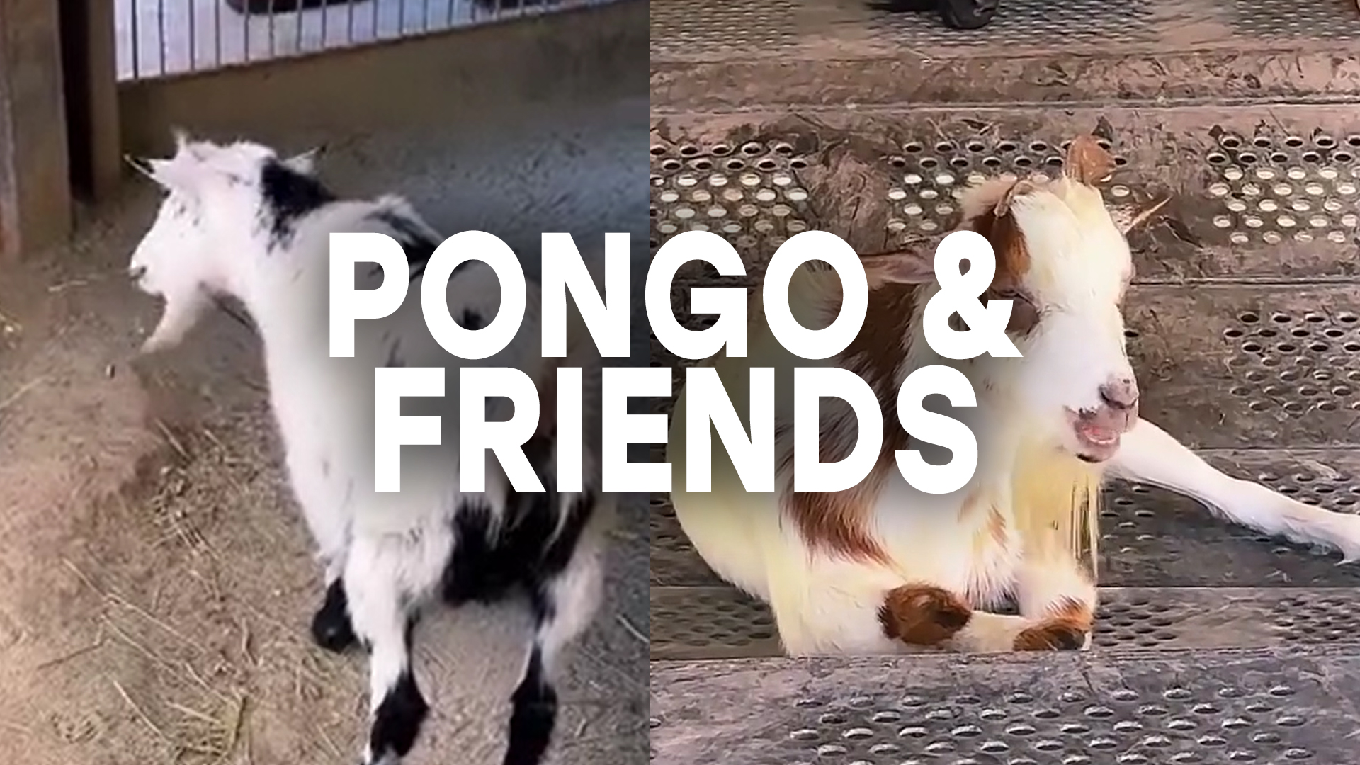 Pongo & Friends Visit