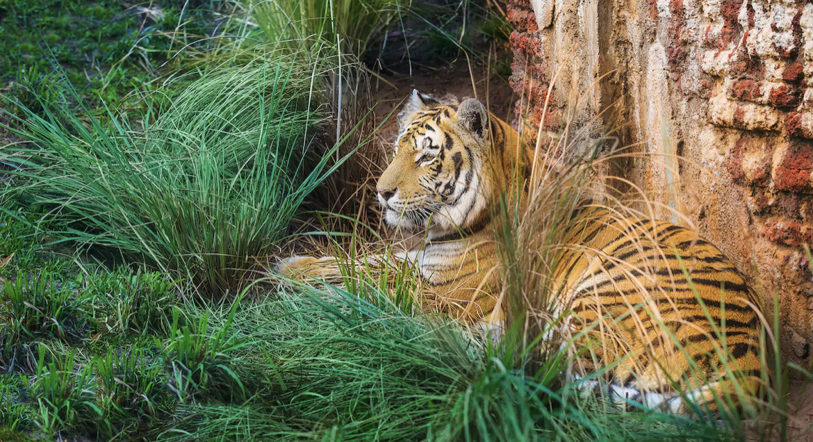 Quiet walk through Maharajah Jungle Trek