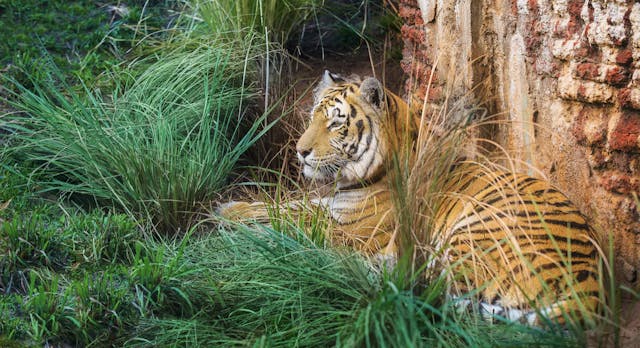 Quiet walk through Maharajah Jungle Trek
